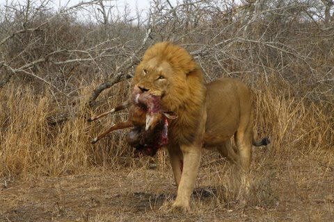 Kruger Lion